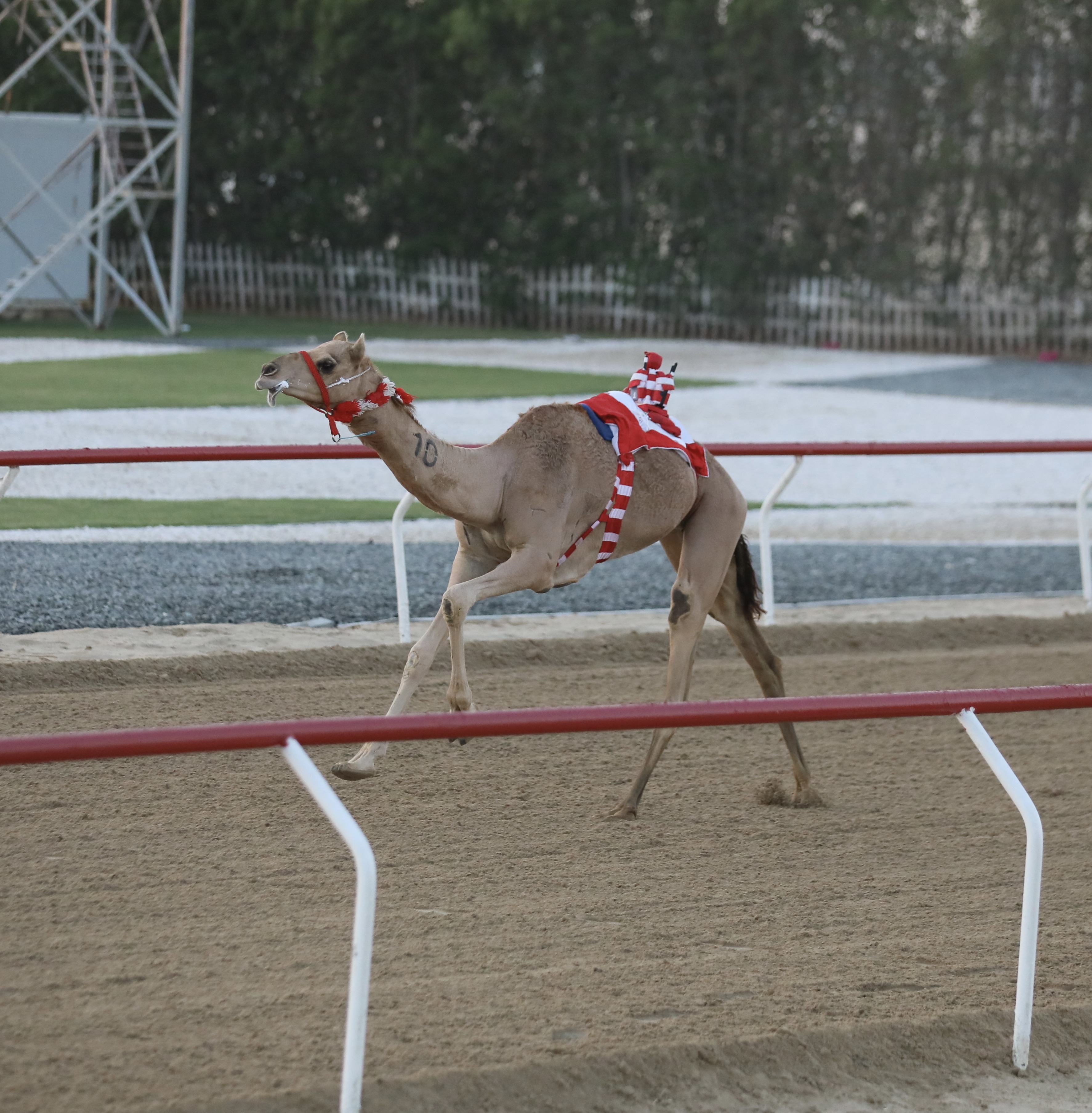 منافسات قوية بين أبناء القبائل بأشواط صباح الخميس 2024/12/12 ضمن منافسات شارة الديوان السابع بميدان الوثبة .