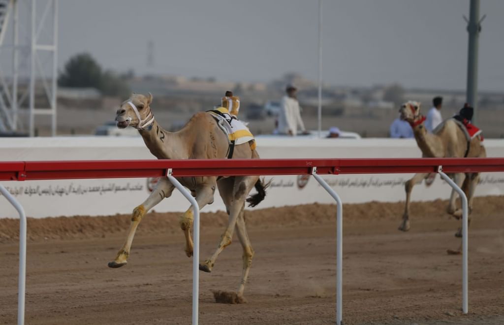 مهرجان محمد بن زايد لسباقات الهجن ومزاينة الإبل 