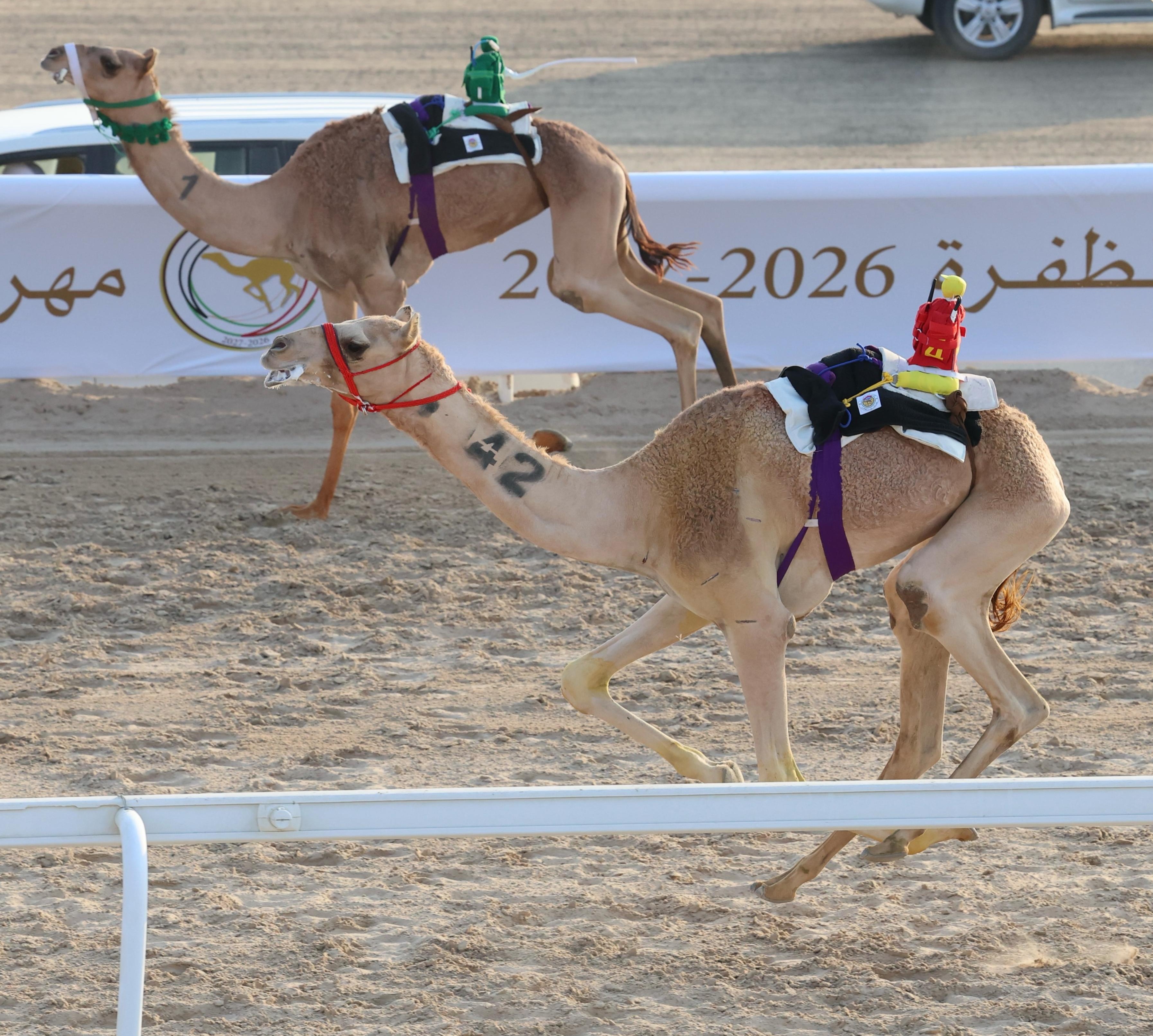 انطلاق مهرجان الظفرة لسباقات الهجن 2026