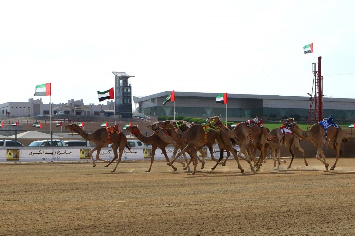 برعاية رئيس الدولة.. منافسات جائزة زايد الكبرى لسباقات الهجن 2024 - 2025  تنطلق الإثنين القادم على إرضية ميدان الوثبه لسباقات الهجن العربيه الاصيله .