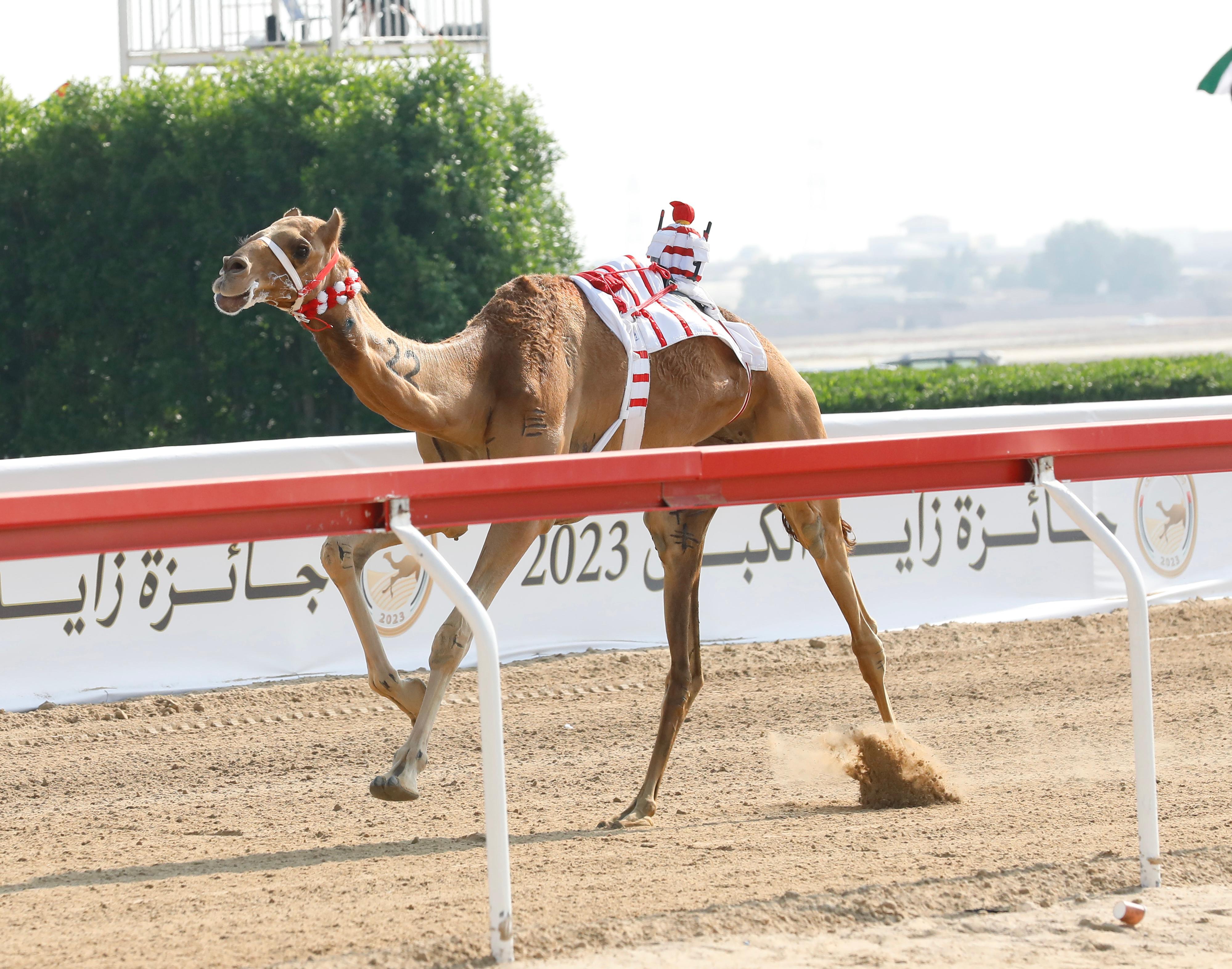 الوثبة لـ بن حماد بطلة كأس الأبكار الثنايا الرئيسي , وبرزان لـ بن جابر صاحب بندقية القعدان بمهرجان جائزة زايد الكبرى 2023 