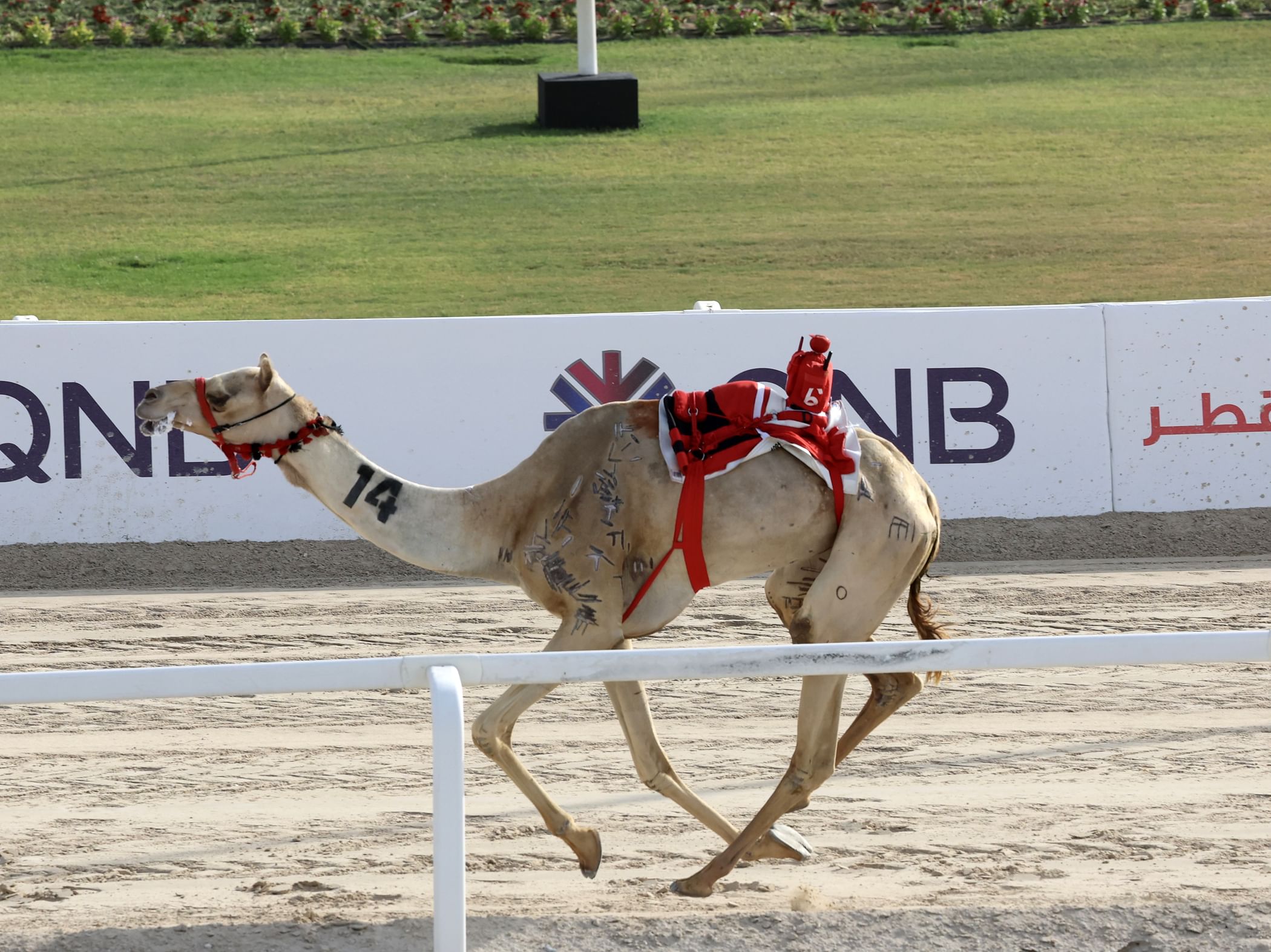 هجن الرئاسة تتوج بالسيف الذهبي في المهرجان السنوي بقطر