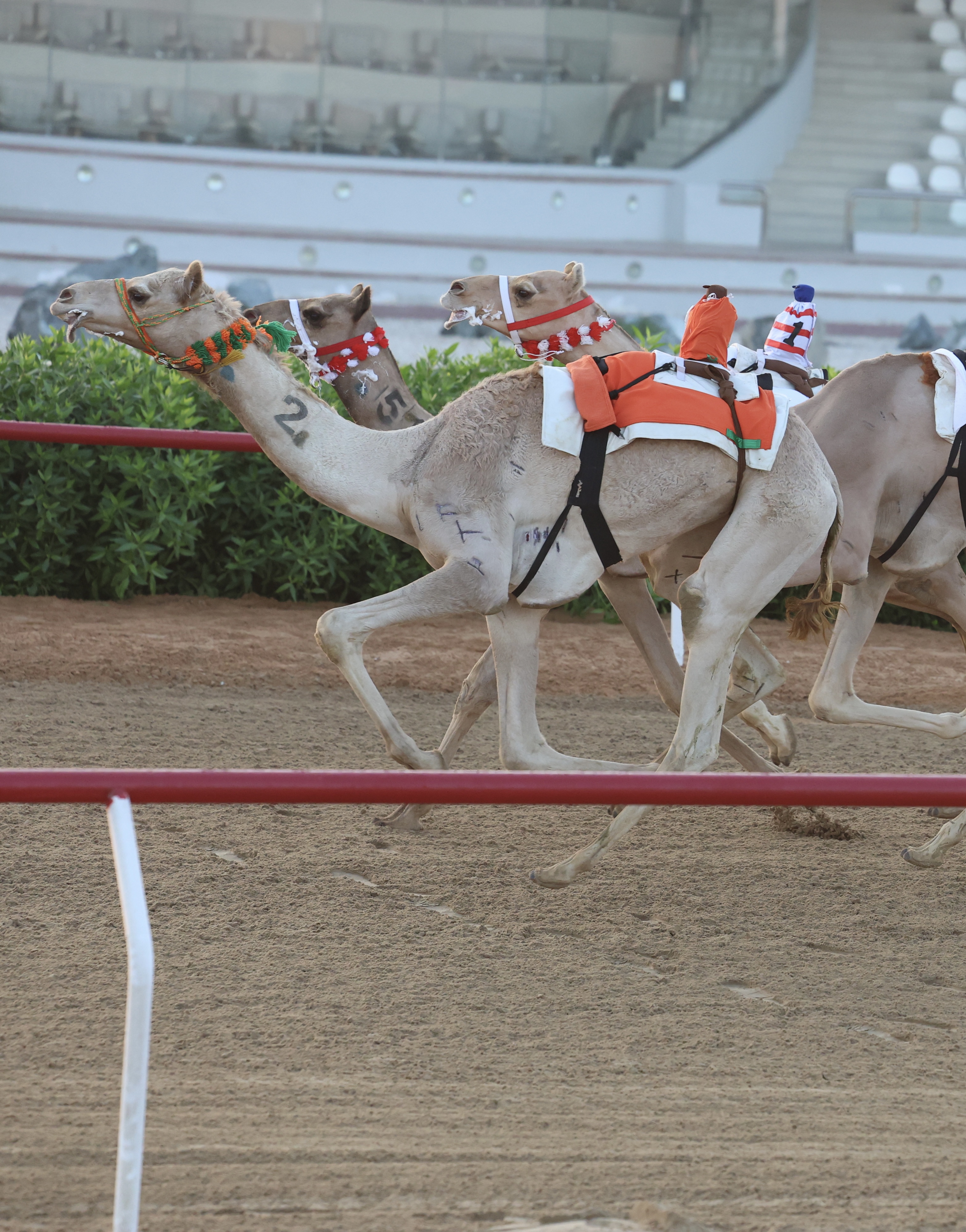 منافسات قوية بين أبناء القبائل على رموز اللقايا القعدان بصباح ثالث أيام مهرجان جائزة زايد الكبرى 2025 - 2026 . 