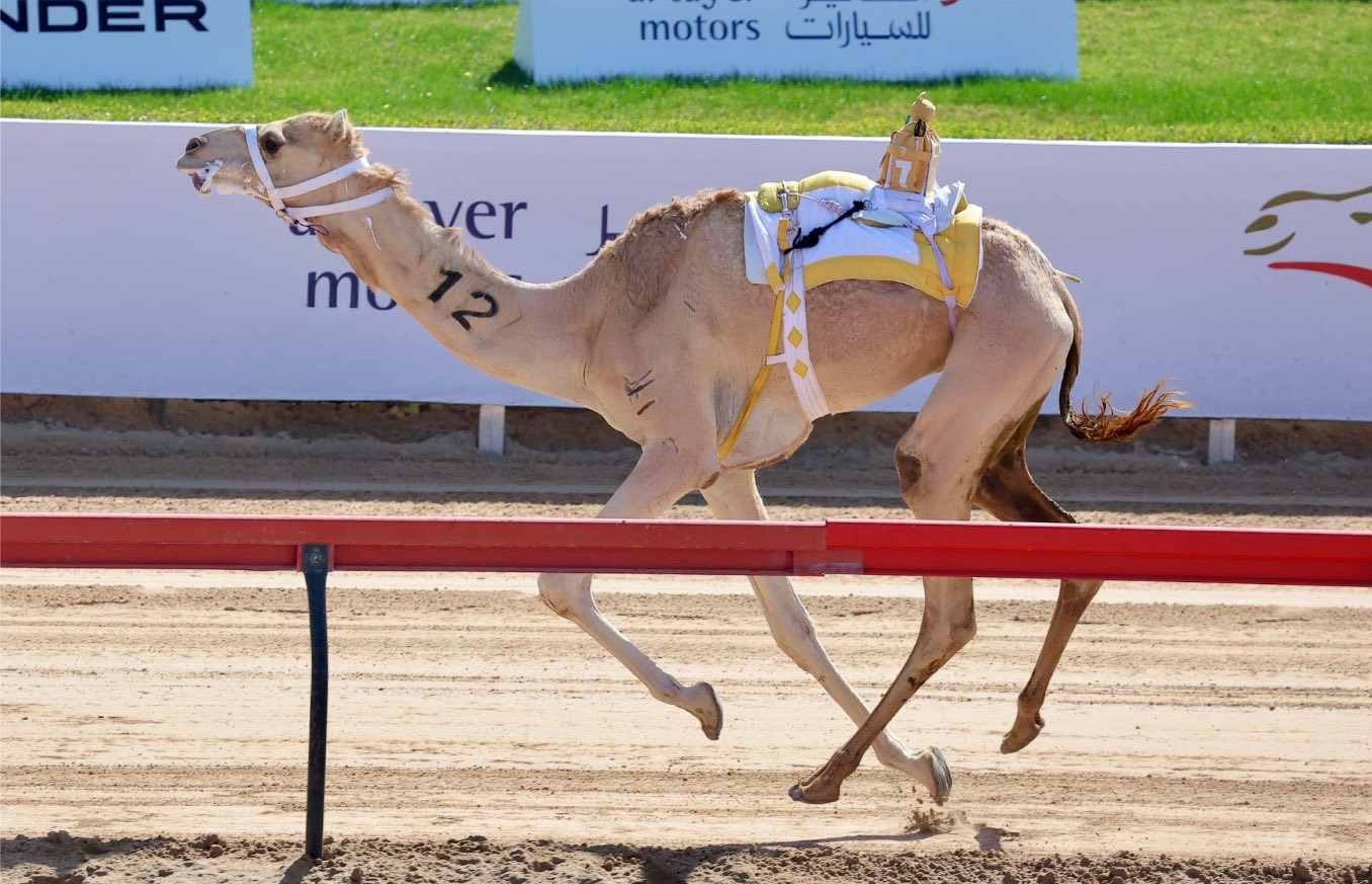 أبناء الامارات يسيطرون على رموز سن الإيذاع بمساء اليوم الثامن - الأحد 2025/01/26 بمهرجان سمو ولي عهد دبي 2025 .