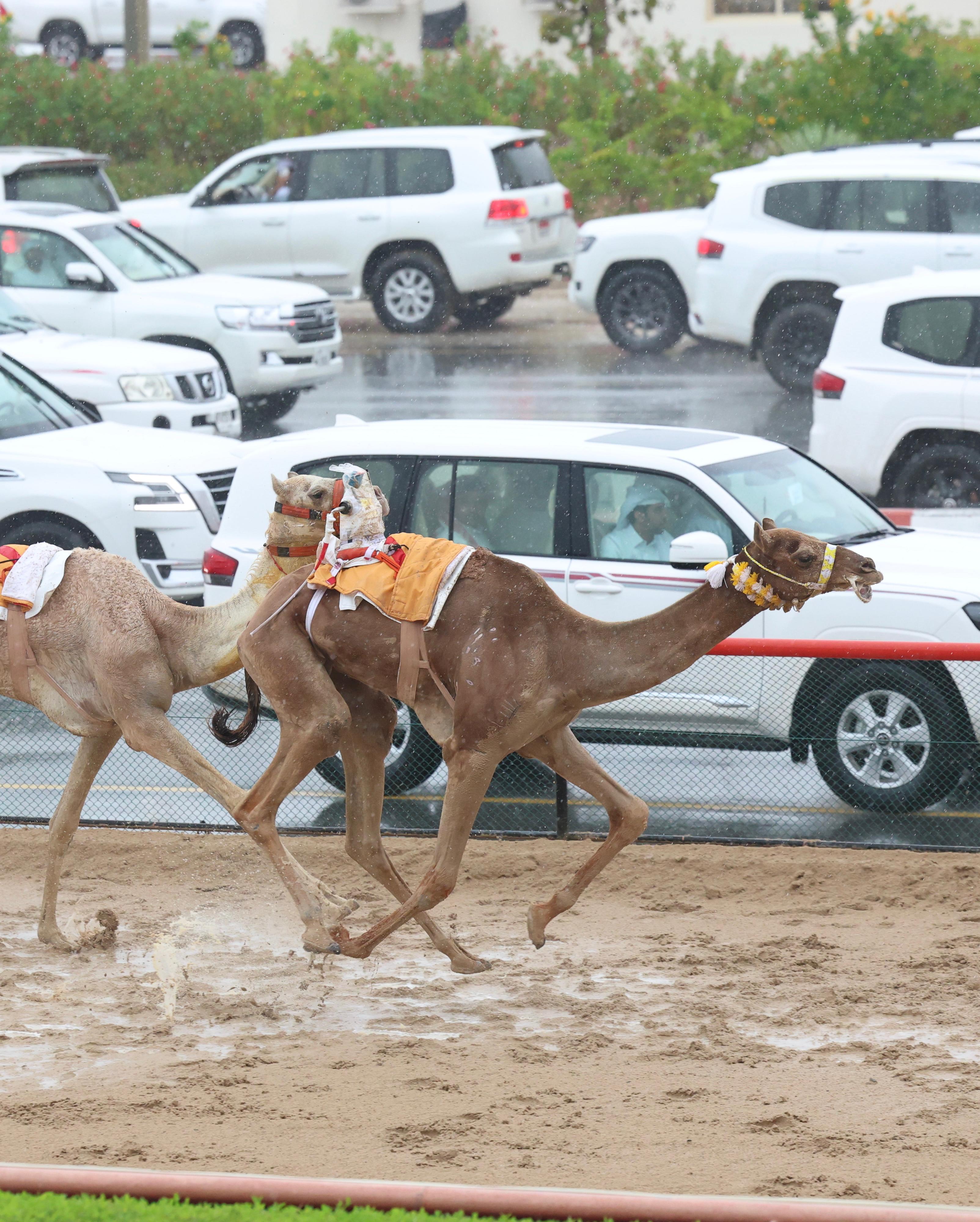 ختامي المرموم .. 