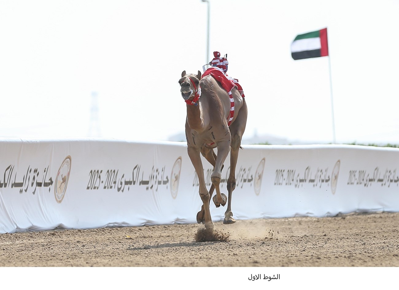  النصيبة  تتصدر منافسات الحول في جائزة زايد الكبرى للهجن