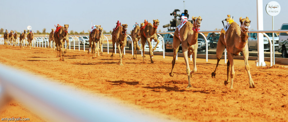 أمير الرياض يحضر الحفل الختامي لمهرجان خادم الحرمين للهجن في نسخته الأولى غدًا بالجنادرية