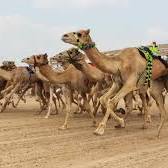 بتوجيهات رئيس الدولة.. إطلاق النسخة الأولى من مهرجان العين لسباقات الهجن