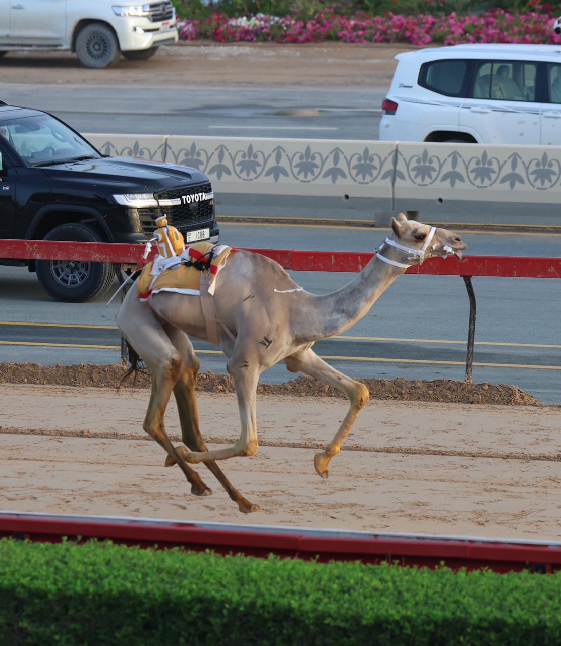ختام سباقات السن الصغير لهجن أبناء القبائل و