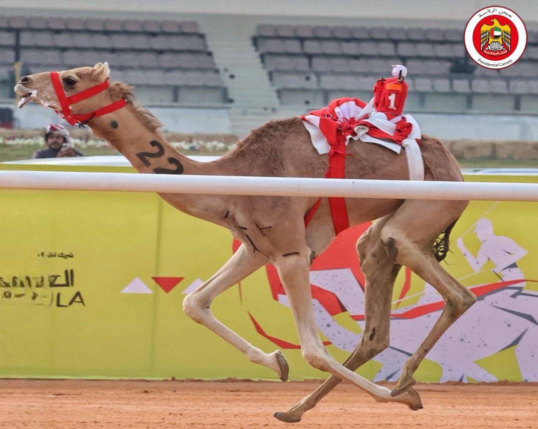 هجن الرئاسة تسيطر على رموز الحقايق المفتوحه بمساء ثاني أيام مهرجان خادم الحرمين الشريفين 2025 - الثلاثاء 2025/01/28 بميدان الجنادرية . 