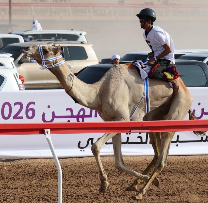 انطلاق السباق الختامي لمهرجان العين للهجن بمنافسات تراثية قوية