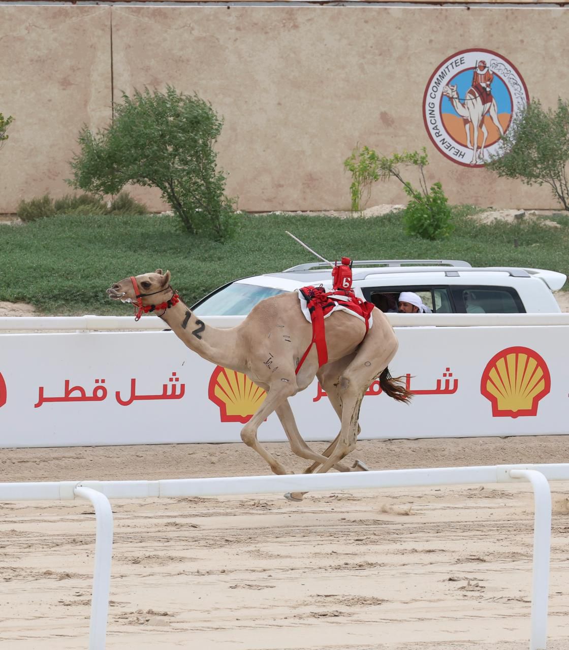 الشبابي لـ هجن الرئاسة يحلق بخنجر القعدان اللقايا المفتوح بمهرجان ختامي الشحانية 2026